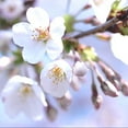 thumbnail image 5 of 3-4 ft. Early Richmond Fruiting Cherry Tree, 5 of 6