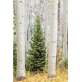 thumbnail image 2 of Gulin, Sylvia 23x32 White Modern Wood Framed Museum Art Print Titled - Colorado-Keebler Pass Autumn colors in grove of Aspens with lone evergreen, 2 of 4