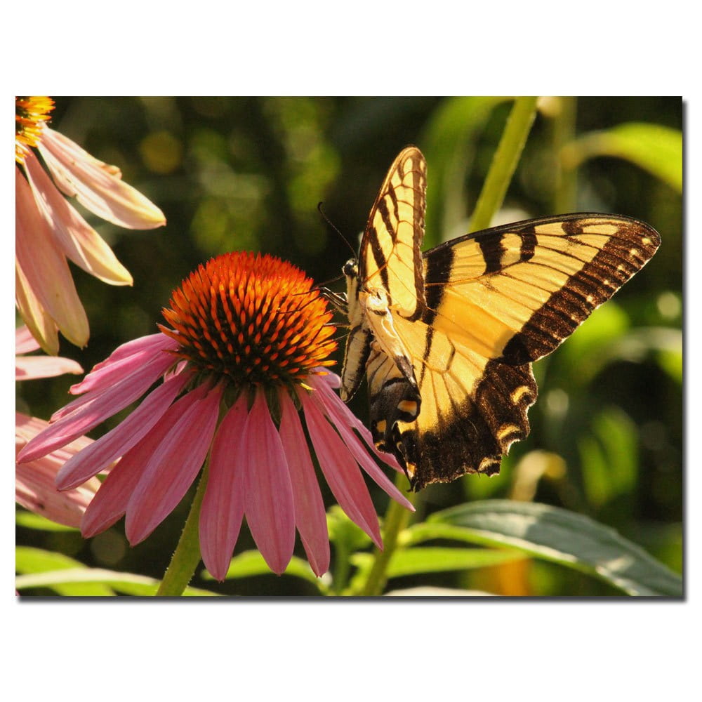 Trademark Fine Art "Butterfly I" Canvas Art by Patty Tuggle, 24" x 32"