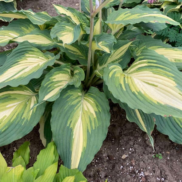Proven Winners 10" Shadowland 'Love Story' Hosta (Hosta hybrid) Perennial Live Plant in 6.5" Pot