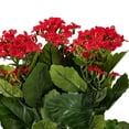 thumbnail image 3 of Vickerman 17.25" Artificial Red Kalanchoe Bush., 3 of 5