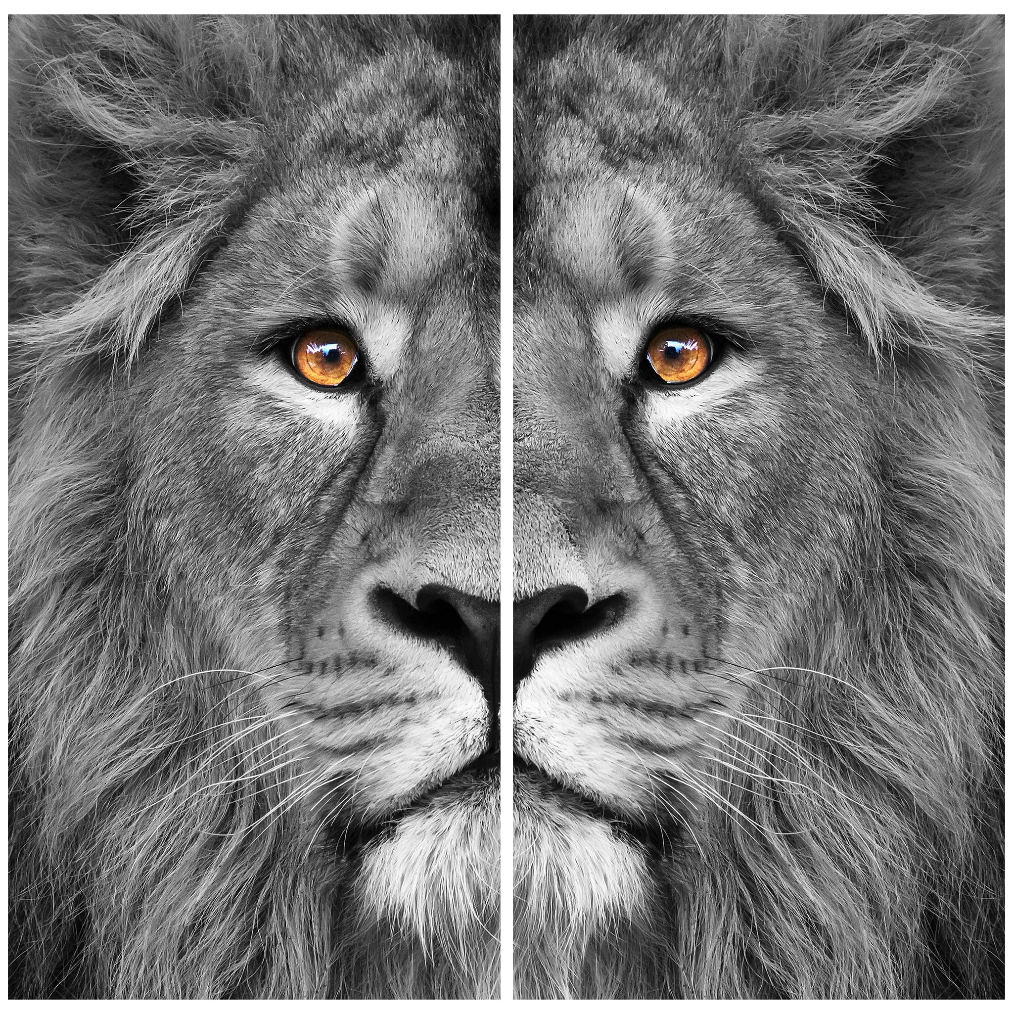 King of the Jungle Driptych Frameless Free Floating 36 in x 72 in Photography Art Prints, by Empire Art Set of 2