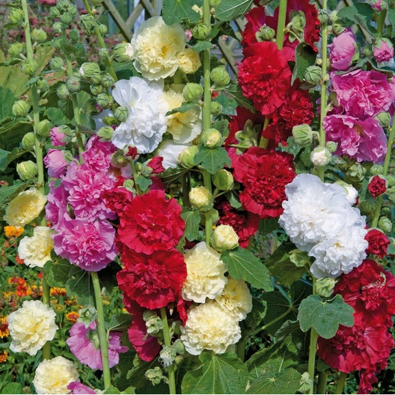 400 Mix Hollyhock Seeds for Planting, Double Hollyhock Flowers Seeds Alcea Rosea Seeds