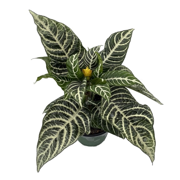 Aphelandra Zebra Plant - Exotic & Unusual House Plant - 6" Pot