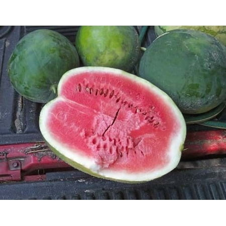 Watermelon Black Diamond Great Heirloom Garden Vegetable 25 (Best Watermelon Seeds In India)