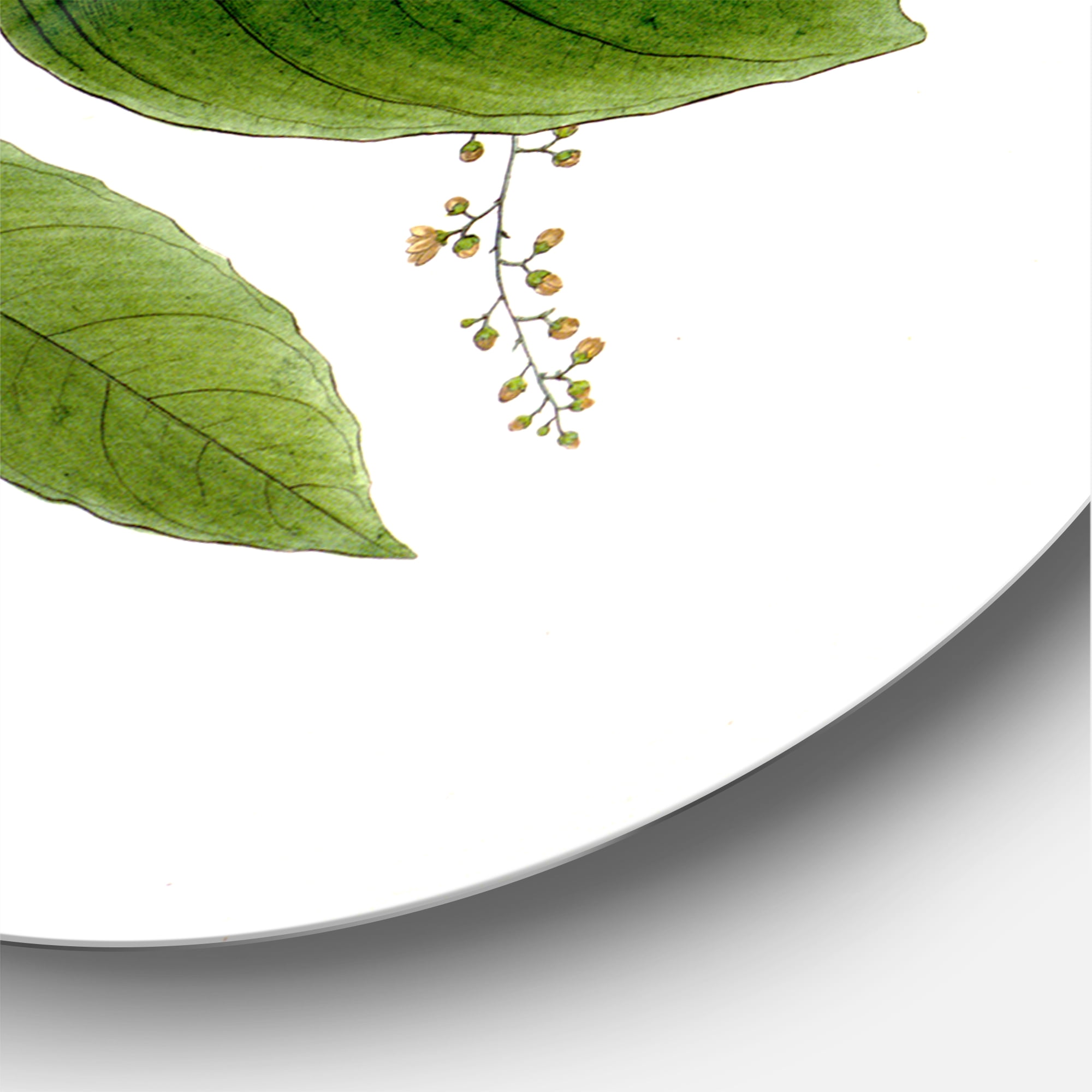 Designart 'Ancient Brazilian Plant I' Traditional Circle Metal Wall Art 11x11 - Disc of 11
