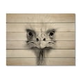 thumbnail image 3 of Designart "Africa Ostrichs beauty II" Animals Print on Natural Pine Wood, 3 of 5