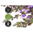 thumbnail image 4 of GreenHealth Clary Sage Essential Oil 16 fl oz Aluminum Bottle with Cap, 4 of 4