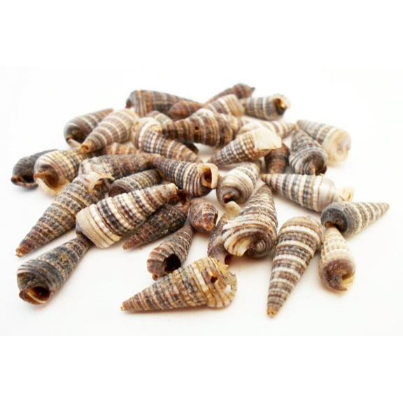 1/2 lb (500) Cerithium Sulcata ("Screw") Shells Seashells 1/2" - 1" size for Crafts and Beach Cottage Decor