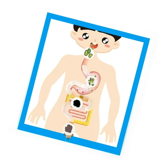 Educational Digestive Organ Anatomy Model for Kids Teen Student Aged 6＋School Classroom Homeschooling Teaching Tool
