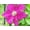 5 Plants, variant on Clematis Ernest Markham - Live Plant in a 4 Inch Growers Pot - Clematis 'Ernest Markham' - Starter Plants Ready for The Garden - Beautiful Maroon Flowering Vine