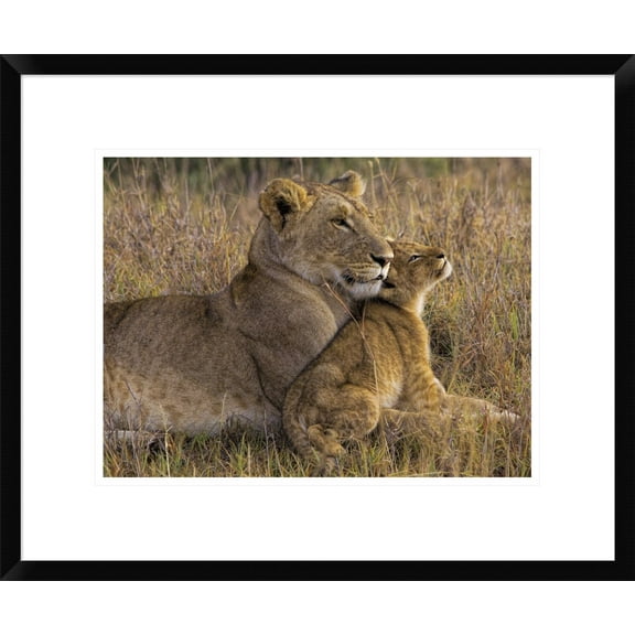 Global Gallery Henry Jager 'Baby Lion With Mother' Framed Wall Art