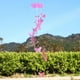 thumbnail image 1 of Campana De Viento Decoración Mariposa Bell Wind Chimes Creative Home Yard Garden Decoración colgante (Rosa), 1 of 8