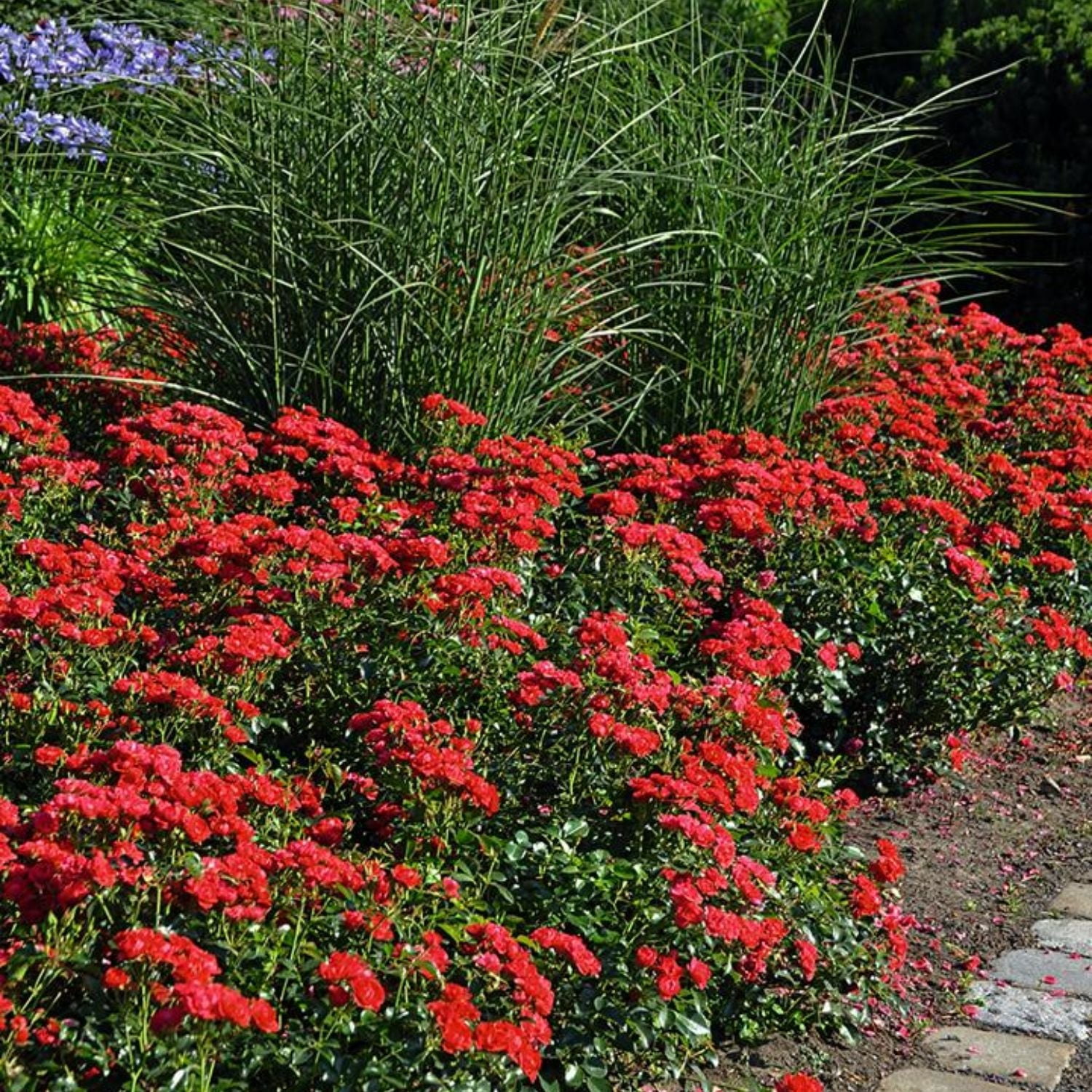 Expert Gardener 12-18" Mini Cherry Flower Carpet® Groundcover Rose with Red Flowers Live Tree in 2 gal. Grower Pot