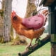 thumbnail image 1 of Wmhnj Funda protectora para gallinas, forro de lona para plumas, protector elstico de 17 g para apareamiento, muda y proteccin contra heridas., 1 of 8