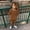 Brown, variant on Boy's Short Sleeved Running Suit Casual Quick Drying Clothes Short Sleeve Shirt Short Sets Kids Boy Clothes 6-7 Years