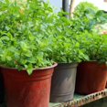 thumbnail image 6 of Set of 3 Mixed Mint Plants Live, Easy Grow Indoor Outdoor Herb Plants, Well Rooted Cold Hardy Herbs, 6 of 6