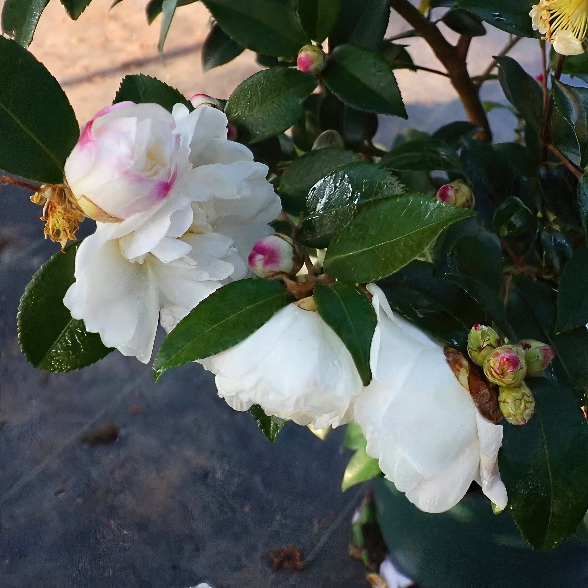 National Plant Network 1 gal. Camellia Sasanqua Winter's Snowman Shrub