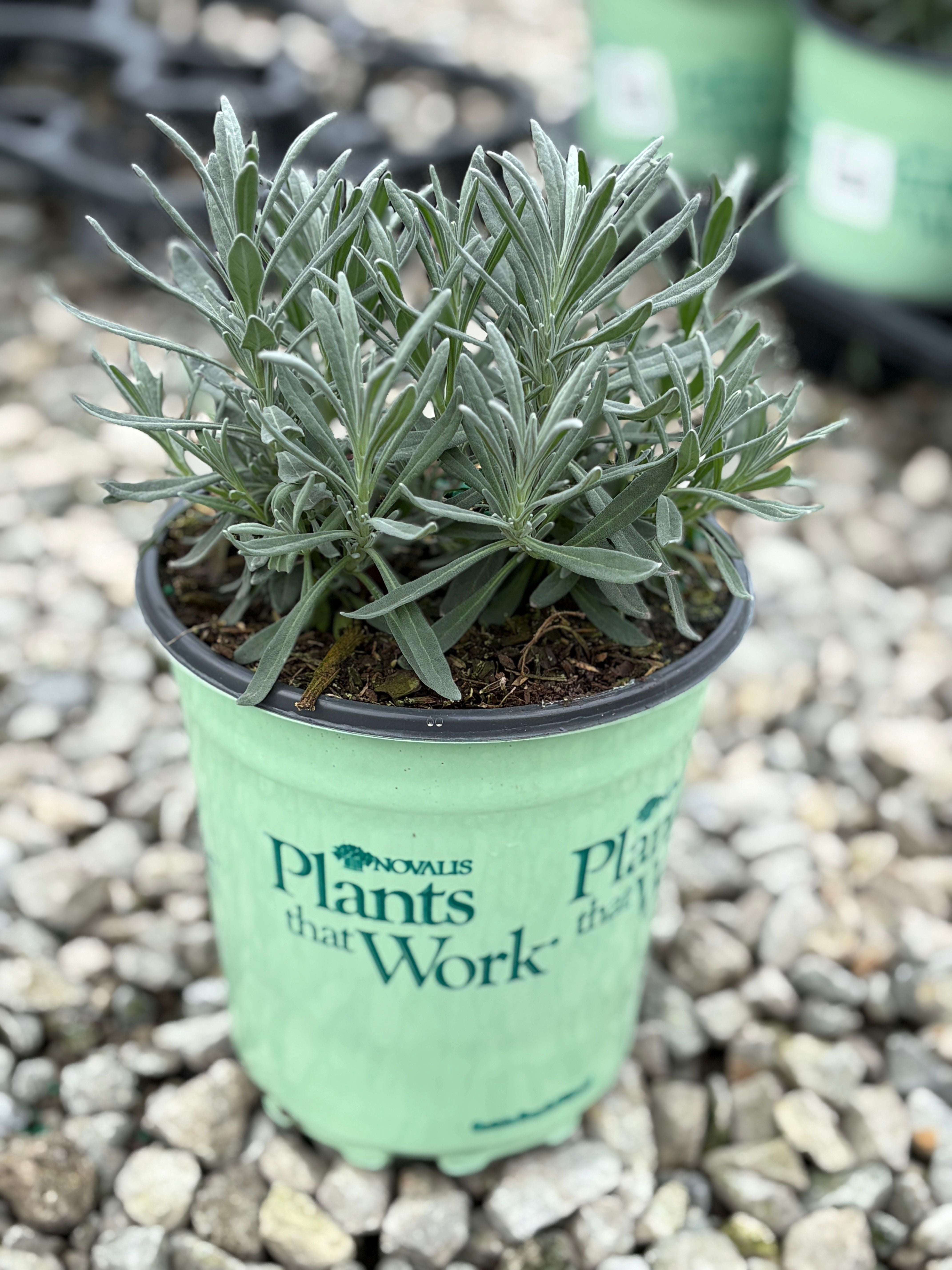 SENSATIONAL Lavender Live Plants, Purple, 18-24 Inches