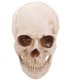 thumbnail image 1 of Modelo de cráneo humano de resina de simulación a tamaño real 1:1, esqueleto didáctico de rastreo anatómico médico, estatua decorativa de Halloween, 1 of 5