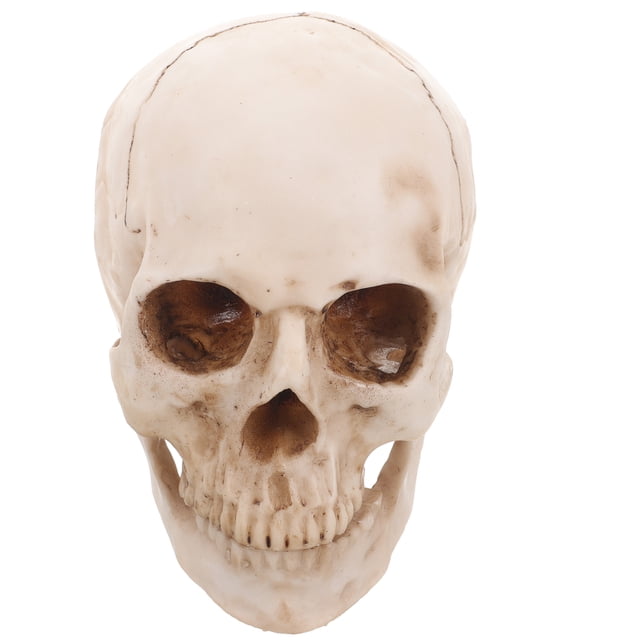 CIMAXIC halloween Simulation Resin Lifesize 1:1 Human Skull Model Medical Anatomical Tracing Teaching Skeleton Halloween Decoration Statue,6.3"X5.91"X5.91"