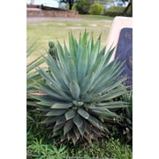 2 Agave "Blue Glow" in a 3.5" pot