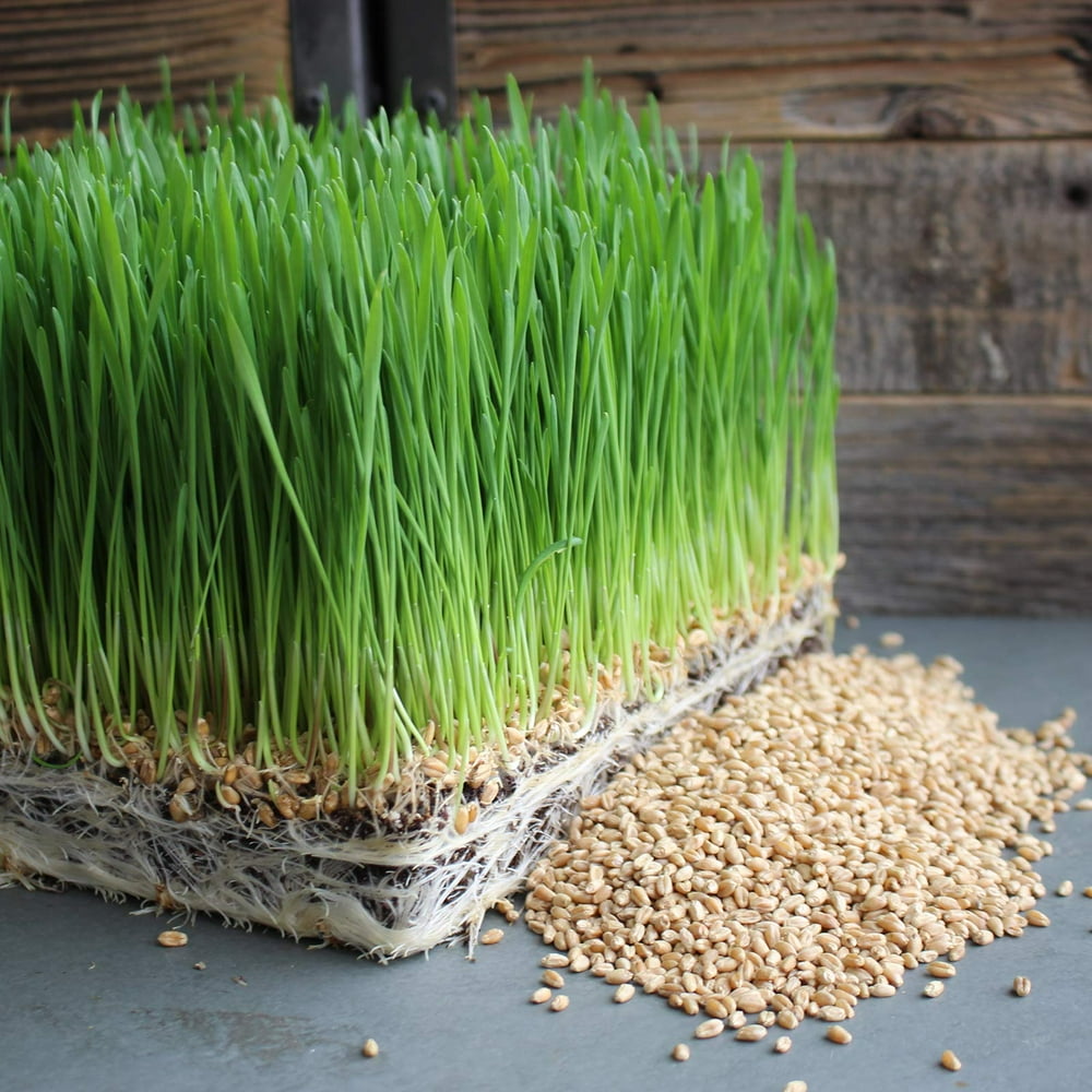 36-points-about-wheatgrass-e-gaho-sri-petaling-kl