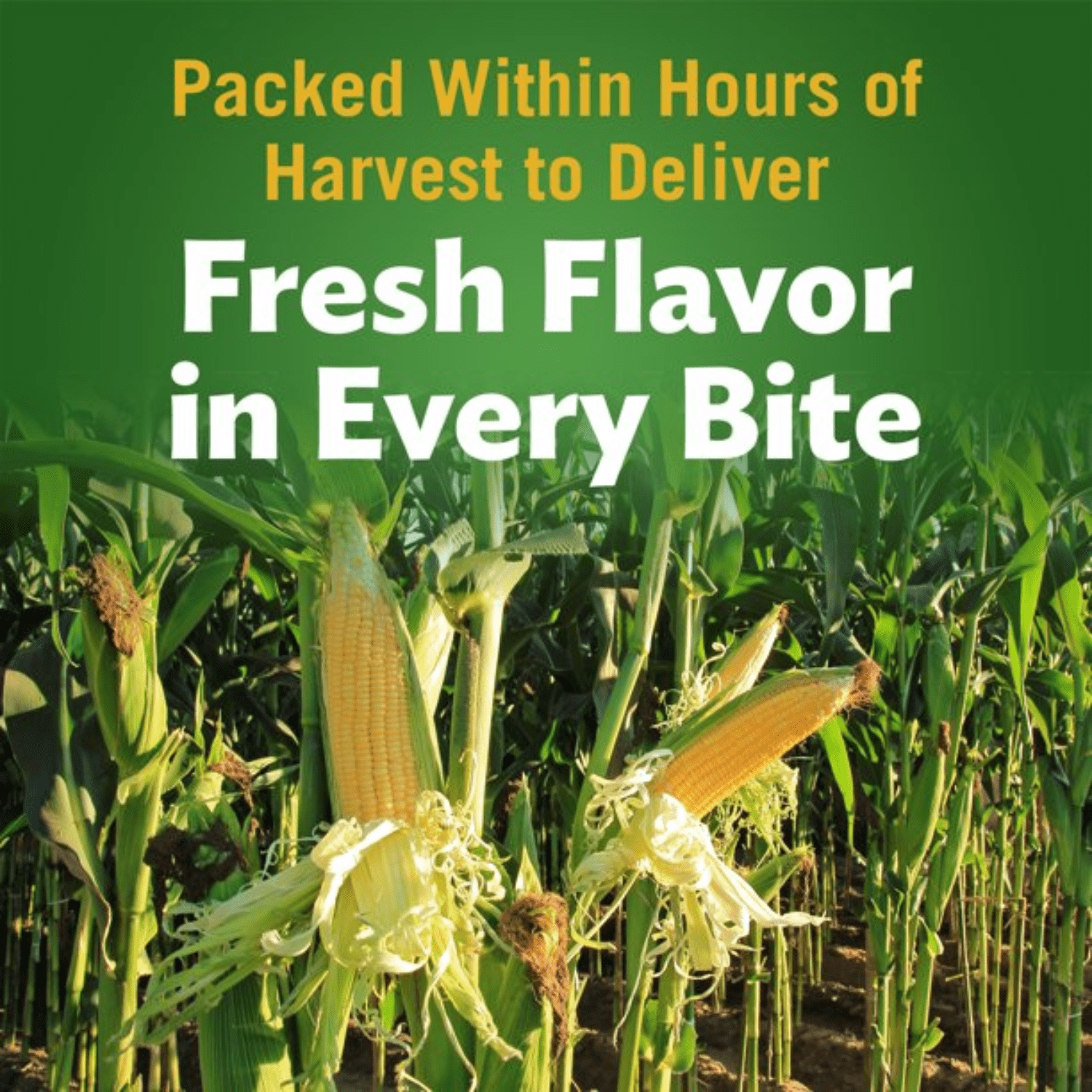 Del Monte Canned Whole Kernel Corn 15.25 oz with Sea Salt | Non-GMO, No Artificial Preservatives Added, Sweet Corn Vegetables for Kitchen Pantry Convenient & Ready to Eat Snacks Side dish & More 12ct.