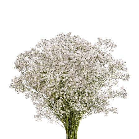 Bloomingmore Mirabella 5 Bunches White Baby's Breath, Farm Direct Fresh Cut Flowers