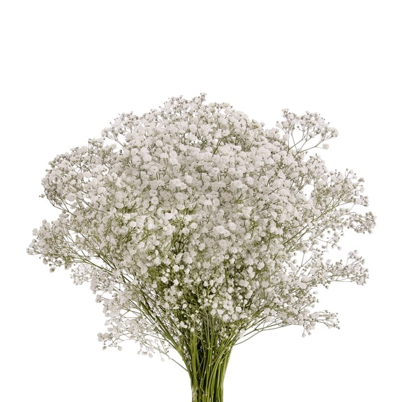 Bloomingmore Mirabella 5 Bunches White Baby's Breath, Farm Direct Fresh Cut Flowers