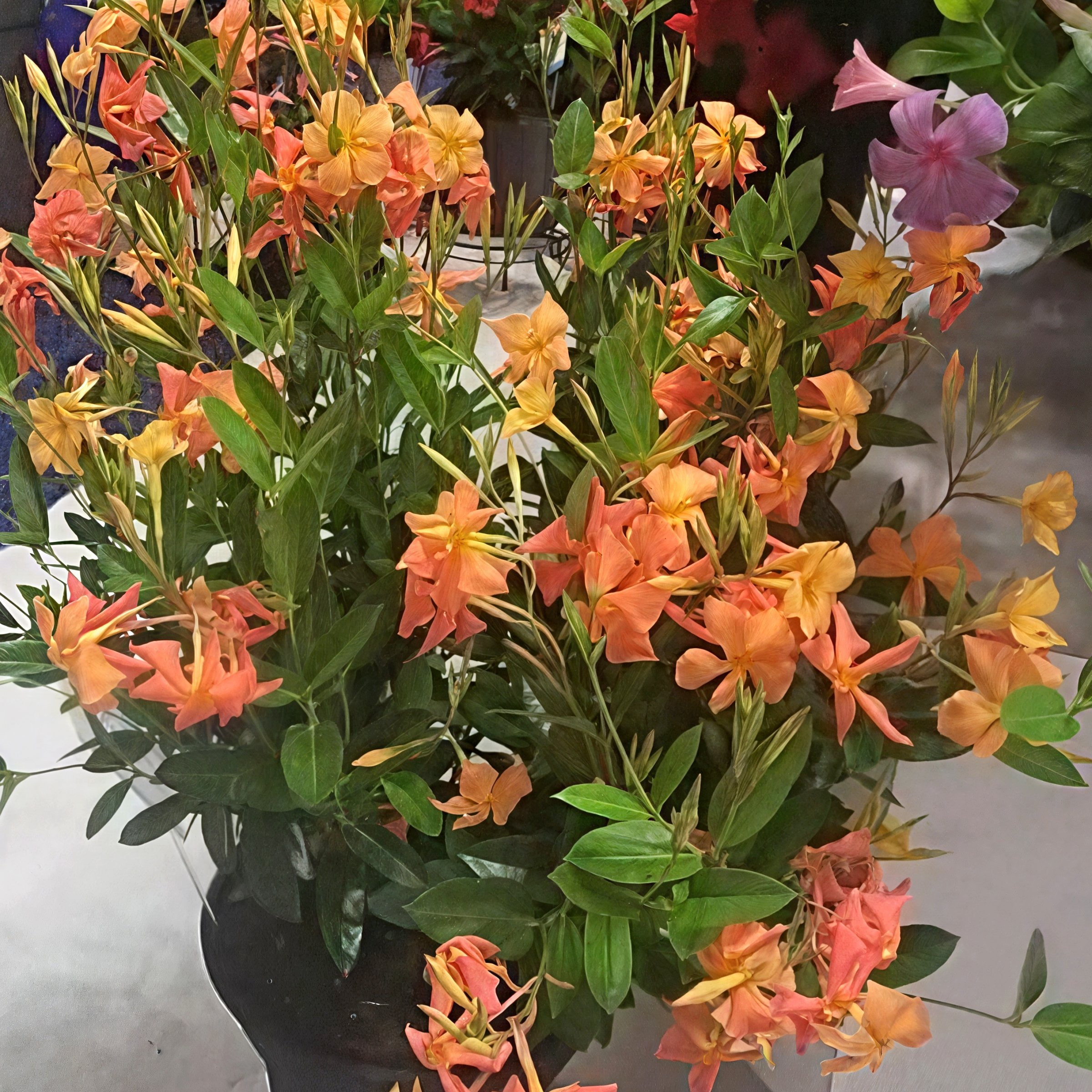4 in. Mandevilla FiredUp Orange Live Annual Plant with Orange Flowers (3-Pack)