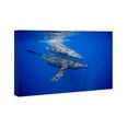 thumbnail image 2 of Wynwood Studio Nautical and Coastal Wall Art Canvas Prints 'Humpback Whale Pair by David Fleetham' Marine Life - Blue, Brown, 2 of 5