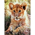 thumbnail image 2 of Aldridge, Ashley 12x14 Black Ornate Wood Framed with Double Matting Museum Art Print Titled - Lion Cub Future King, 2 of 4