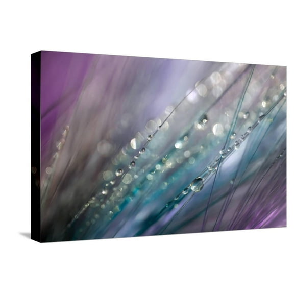 Art.com Dew 2 Stretched Canvas Print Wall Art by Ursula Abresch, 24" x 16"