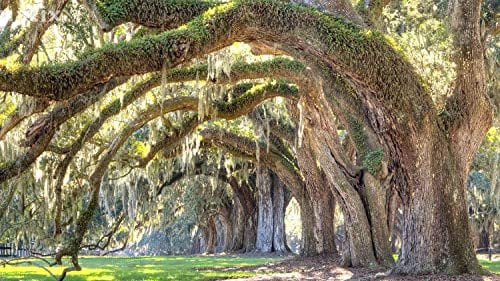 Southern Live Oak Tree  Quercus Virginiana  10 Live Plants  Durable Picturesque Shade Tree  Dark Green Foliage