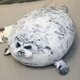 thumbnail image 1 of Juguete de peluche de felpa de sello de Piel Gris Kawaii, muñeco de peluche suave, almohada para dormir, lindo regalo de belleza y moda para decoración de habitación de niños, 30-100cm, 1 of 3
