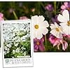 Cosmos Bipinnatus Dwarf White Flower Seeds, 100 Seeds Per Packet