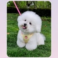 thumbnail image 2 of Cherry Embroidered Dog Harness, Lightweight Breathable Pet Vest Harness for Small Dogs, Adjustable Strap Harness for Walking and Outdoor Activities,Yellow,S, 2 of 3