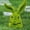 A, variant on Orangide Easter Bunny Ornament Artificial Green Rabbits Head Sculpture Garden Decoration Holiday Decorations Party Favors Table And Home Decoration