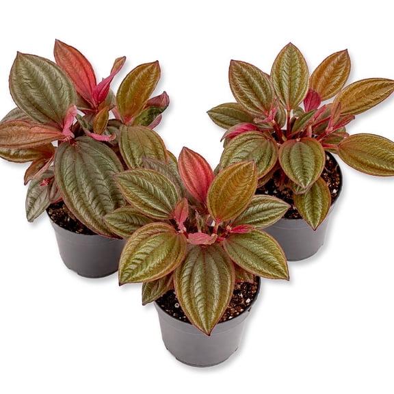 Gregori Hambali Medinilla Plant - 3 Live Starter Plants - Medinilla - Florist Quality Beautiful Easy Care Indoor Outdoor Tree