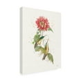 thumbnail image 3 of Trademark Fine Art Katie Pertiet Colorful Hummingbirds I Canvas Wall Art - 35x47, 3 of 5