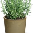 thumbnail image 3 of RedCrocus Common Rosemary Herb- Rosmarinus officinalis 'Upright'- Fragrant, Evergreen Herb for Culinary & Ornamental Use 4.5" Pot (Pack of 5), 3 of 20