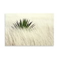 thumbnail image 2 of Gango Home Decor Agave II by Douglas Taylor (Printed on Paper); One 36x24in Fine Art Paper Giclee Print, 2 of 4