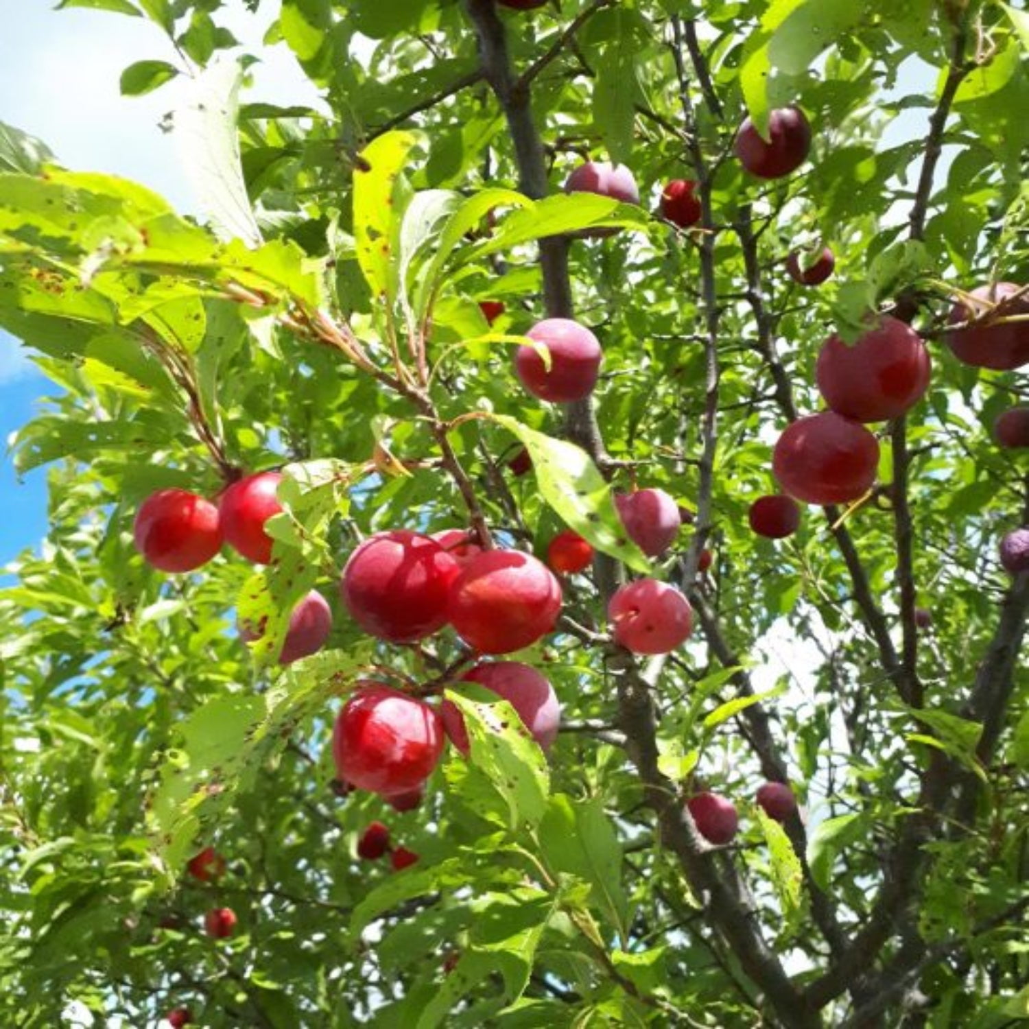 Expert Gardener 3-4 ft. tall Bruce Plum Live Tree in 7- Gallon Grower Pot