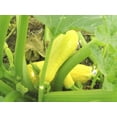 thumbnail image 2 of Squash Early Prolific Straightneck Garden Heirloom Vegetable 25 Seeds, 2 of 2
