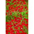 thumbnail image 1 of Poppy Field Poster Print by Carson Ganci, 11 x 17, 1 of 1