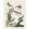 thumbnail image 2 of Vision Studio 20x24 White Modern Wood Framed Museum Art Print Titled - Antique Birds in Nature I, 2 of 4