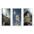thumbnail image 2 of Designart "Edelweiss Flower Blossoming Under the Sun III" Other Plants & Flowers Framed Wall Art Set Of 3 - White Traditional Frame Gallery Set For Office Decor, 2 of 6