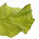 thumbnail image 3 of Comida artificial Zulema 4 piezas de lechuga decoración del hogar, 3 of 8