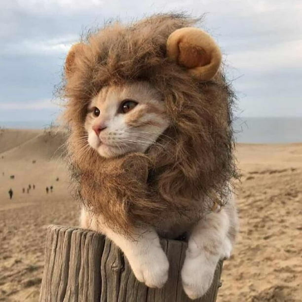  PenVinoo Lion Mane Wig for Cat,Cat Costume,Puppy Costume,Funny  Pet Cat Costumes for Halloween Christmas, Funny Pet Clothing Accessories  (Medium, Dark Brown) : Pet Supplies